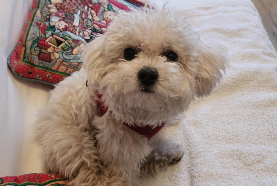 Alerte Disparition Chien  Femelle , 0 ans Beaumes-de-Venise France
