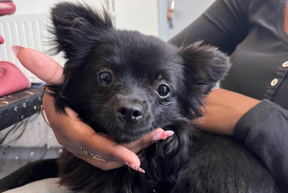 Alerte Découverte Chien  Mâle Velleron France