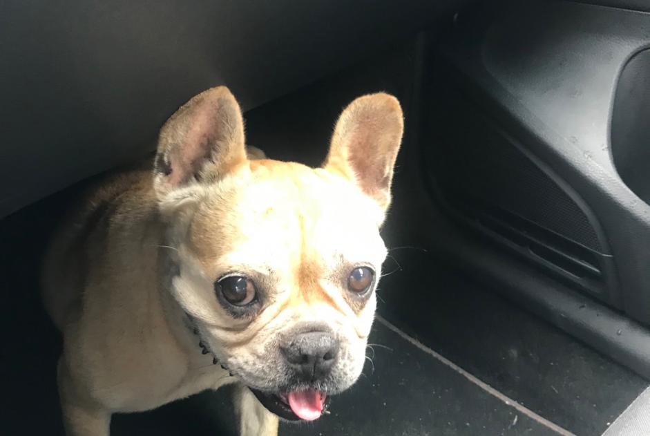 Avviso Ritrovamento Cane Femmina Avignon Francia Avviso Ritrovamento Cane Femmina Avignon Francia