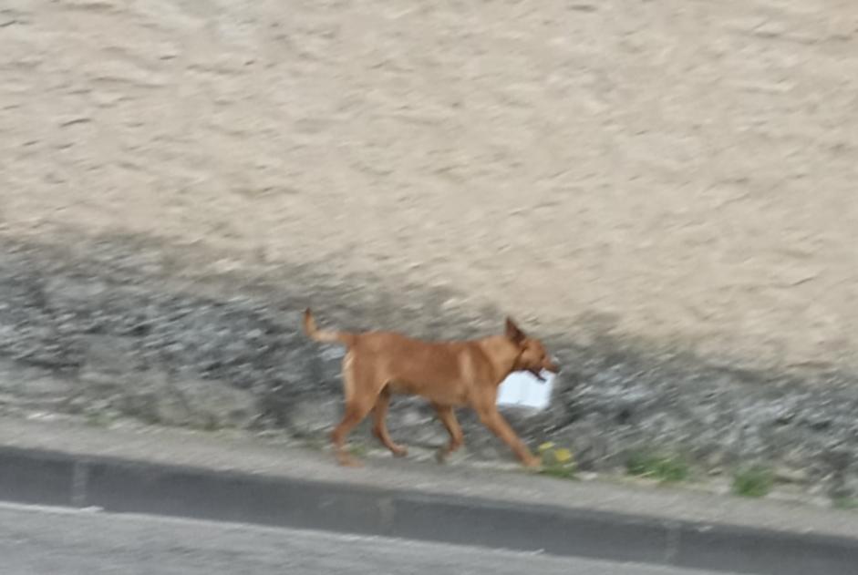 Ontdekkingsalarm Hond rassenvermenging  Mannetje Carpentras Frankrijk