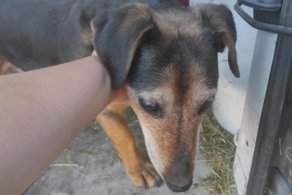 Alerta descoberta Cão Fêmea Jonquières France Alerta descoberta Cão Fêmea Jonquières France